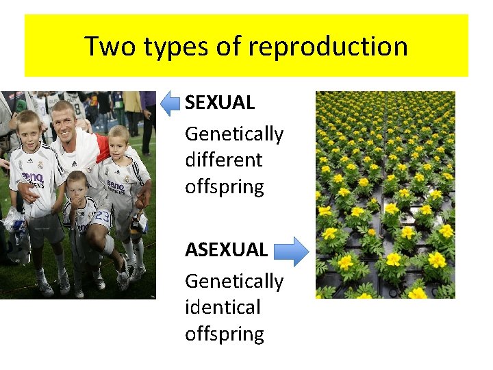 Two types of reproduction SEXUAL Genetically different offspring ASEXUAL Genetically identical offspring 