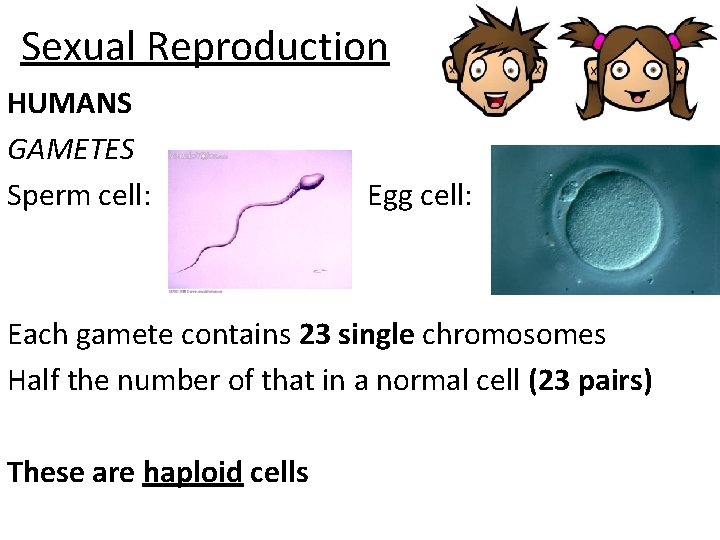 Sexual Reproduction HUMANS GAMETES Sperm cell: Egg cell: Each gamete contains 23 single chromosomes