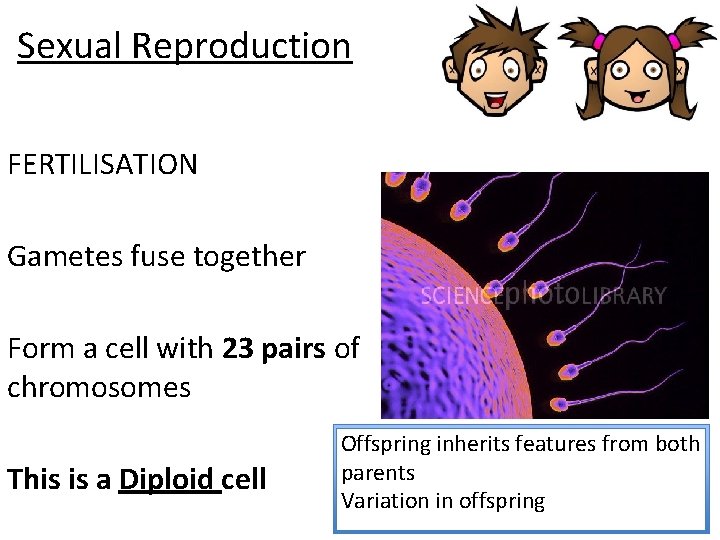 Sexual Reproduction FERTILISATION Gametes fuse together Form a cell with 23 pairs of chromosomes