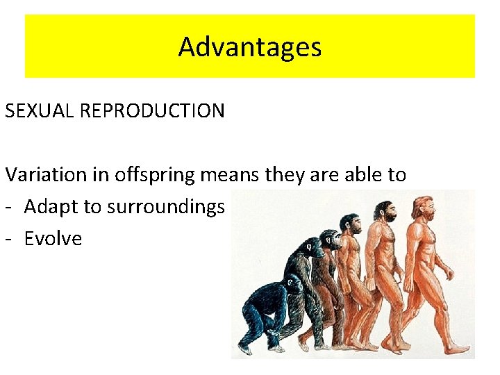 Advantages SEXUAL REPRODUCTION Variation in offspring means they are able to - Adapt to