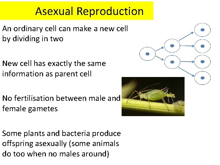 Asexual Reproduction An ordinary cell can make a new cell by dividing in two
