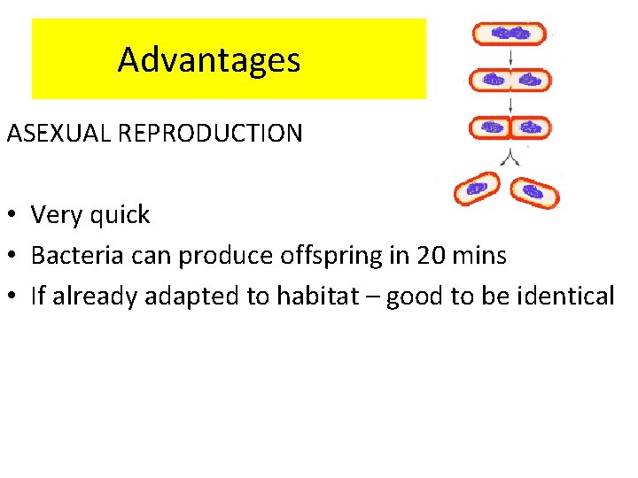 Advantages ASEXUAL REPRODUCTION • Very quick • Bacteria can produce offspring in 20 mins