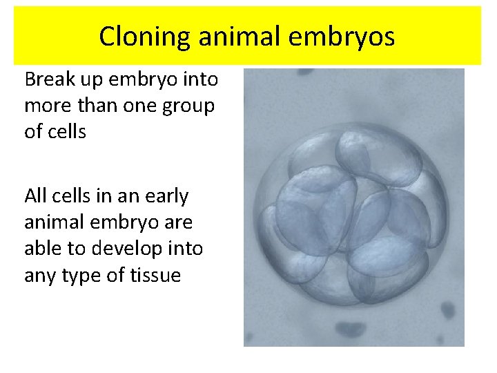Cloning animal embryos Break up embryo into more than one group of cells All