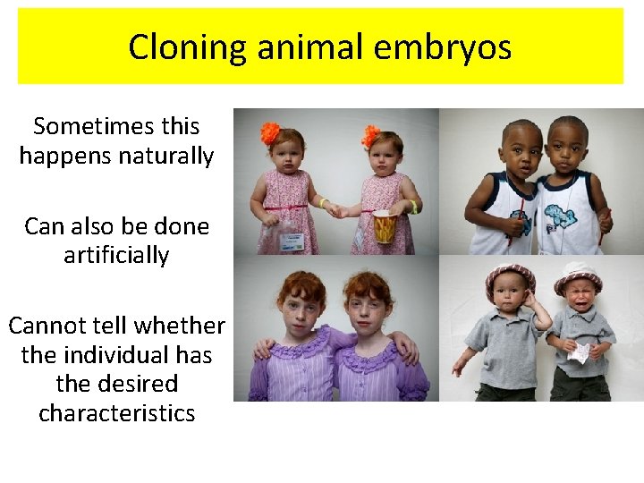 Cloning animal embryos Sometimes this happens naturally Can also be done artificially Cannot tell
