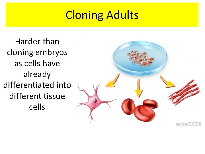 Cloning Adults Harder than cloning embryos as cells have already differentiated into different tissue