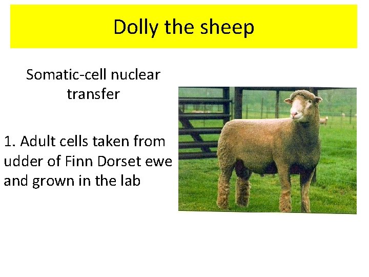 Dolly the sheep Somatic-cell nuclear transfer 1. Adult cells taken from udder of Finn