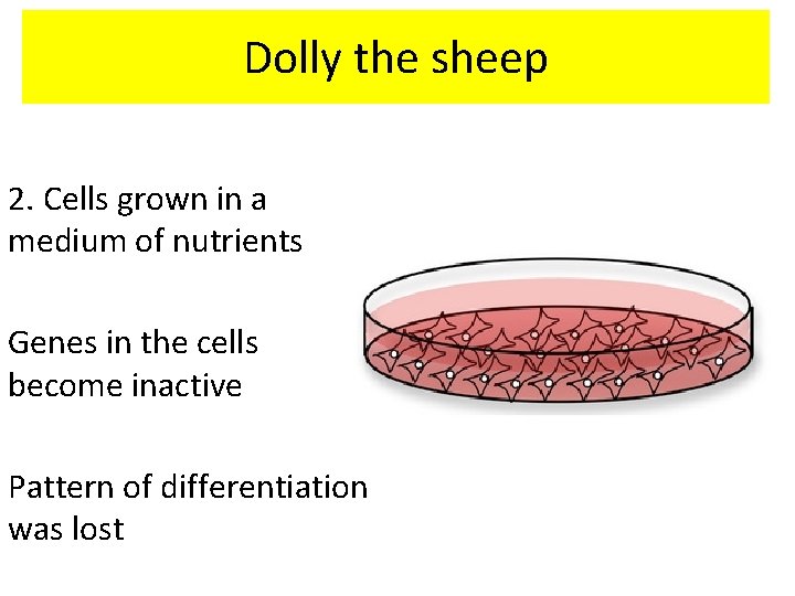 Dolly the sheep 2. Cells grown in a medium of nutrients Genes in the