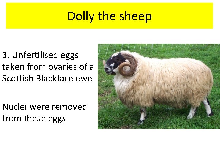 Dolly the sheep 3. Unfertilised eggs taken from ovaries of a Scottish Blackface ewe