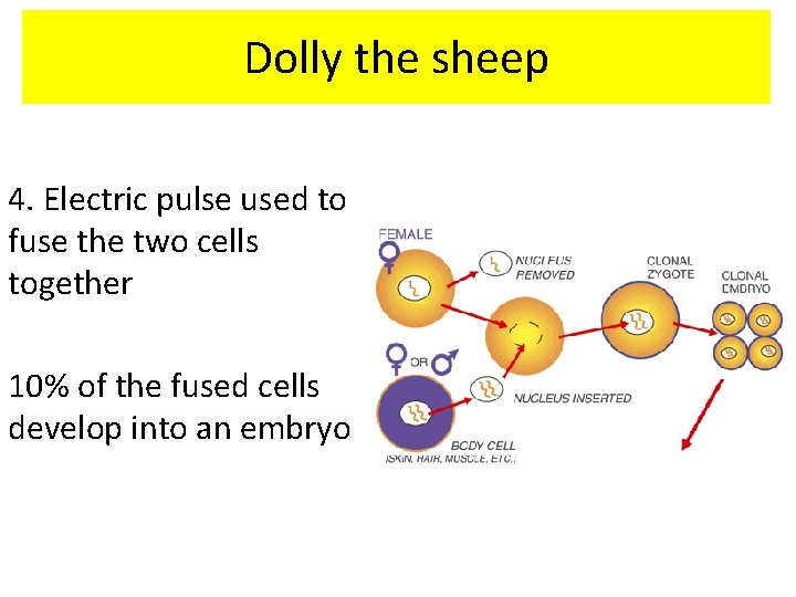 Dolly the sheep 4. Electric pulse used to fuse the two cells together 10%