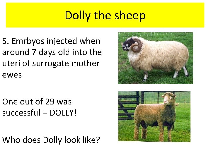 Dolly the sheep 5. Emrbyos injected when around 7 days old into the uteri