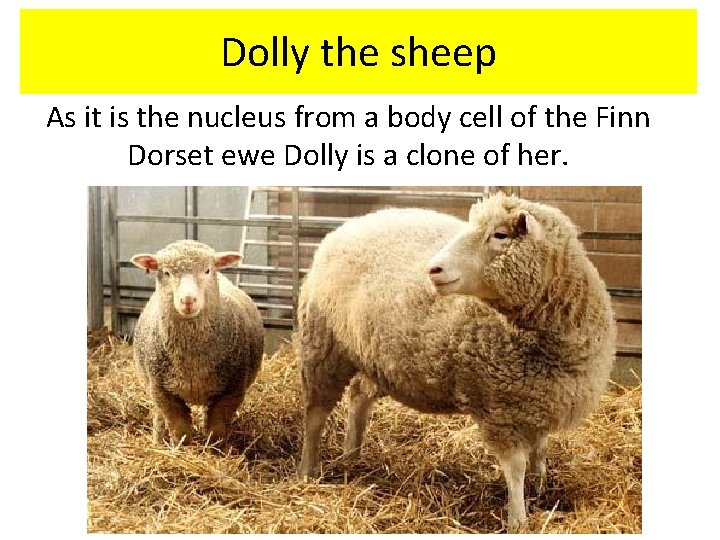 Dolly the sheep As it is the nucleus from a body cell of the