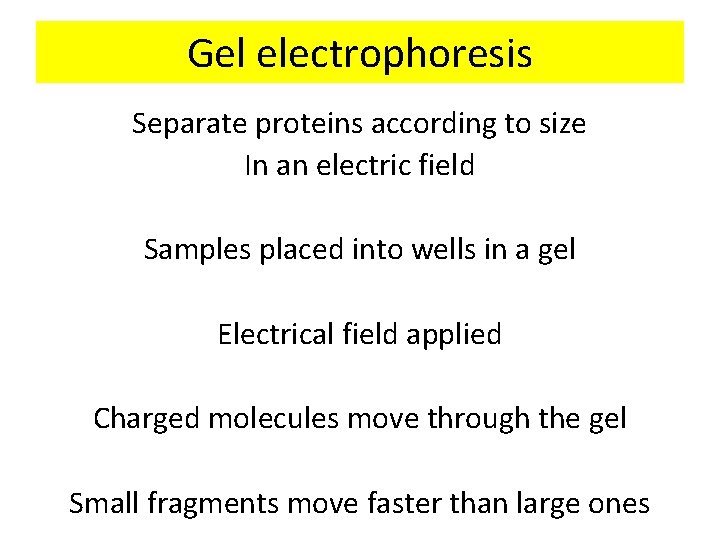 Gel electrophoresis Separate proteins according to size In an electric field Samples placed into