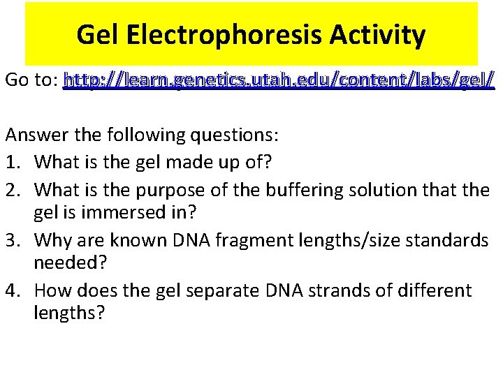 Gel Electrophoresis Activity Go to: http: //learn. genetics. utah. edu/content/labs/gel/ Answer the following questions: