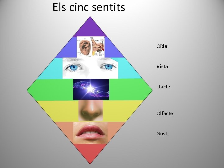 Els cinc sentits Oïda Vista Tacte Olfacte Gust 