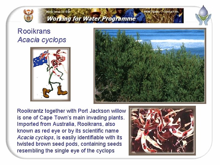 Rooikrans Acacia cyclops Rooikrantz together with Port Jackson willow is one of Cape Town’s
