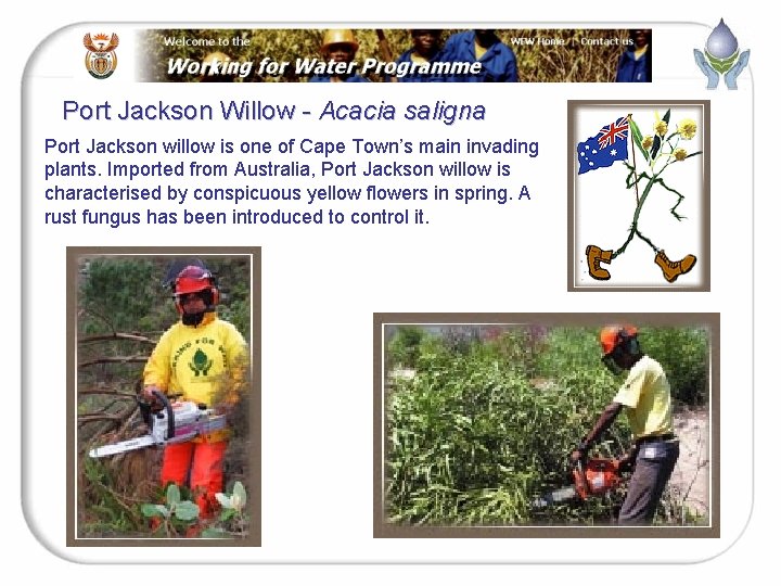 Port Jackson Willow - Acacia saligna Port Jackson willow is one of Cape Town’s