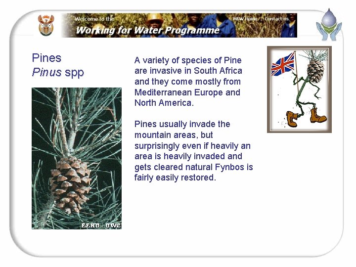 Pines Pinus spp A variety of species of Pine are invasive in South Africa