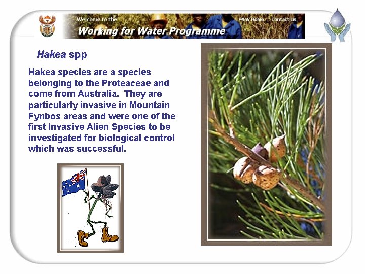Hakea spp Hakea species are a species belonging to the Proteaceae and come from