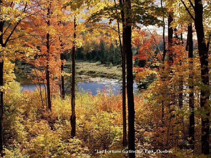 “Lac Fortune Gatineau“ Park, Quebec 