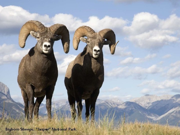 Bighorn Sheeps. “Jasper” National Park. 