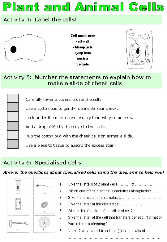 Activity 4: Label the cells! Cell membrane cell wall chloroplasts cytoplasm nucleus vacuole Activity