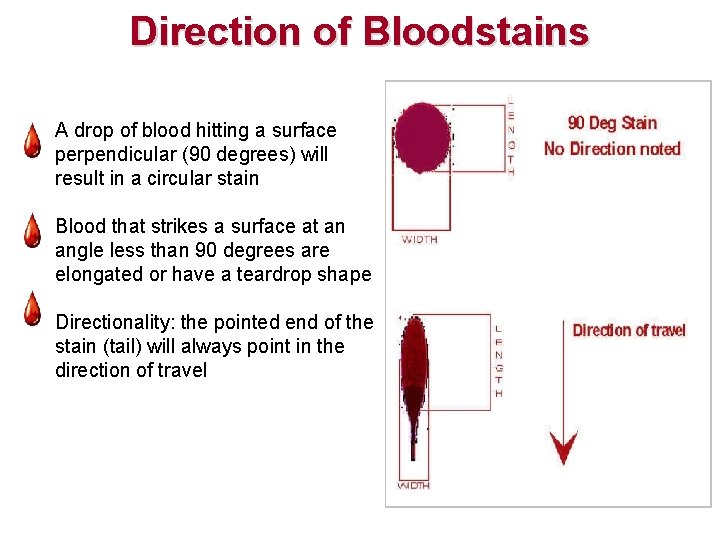 Direction of Bloodstains - A drop of blood hitting a surface perpendicular (90 degrees) Direction of Bloodstains - A drop of blood hitting a surface perpendicular (90 degrees)