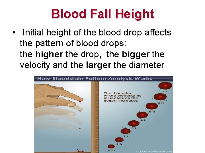Blood Fall Height • Initial height of the blood drop affects the pattern of Blood Fall Height • Initial height of the blood drop affects the pattern of