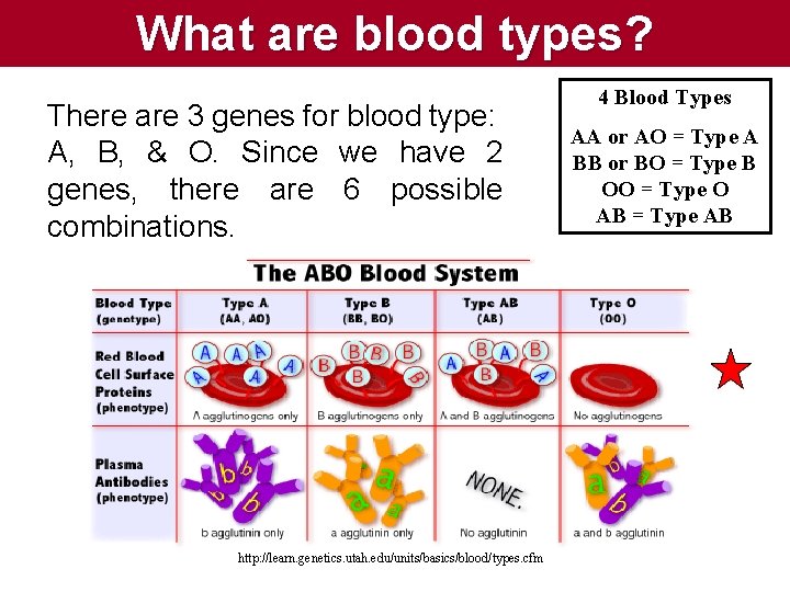 What are blood types? There are 3 genes for blood type: A, B, & What are blood types? There are 3 genes for blood type: A, B, &