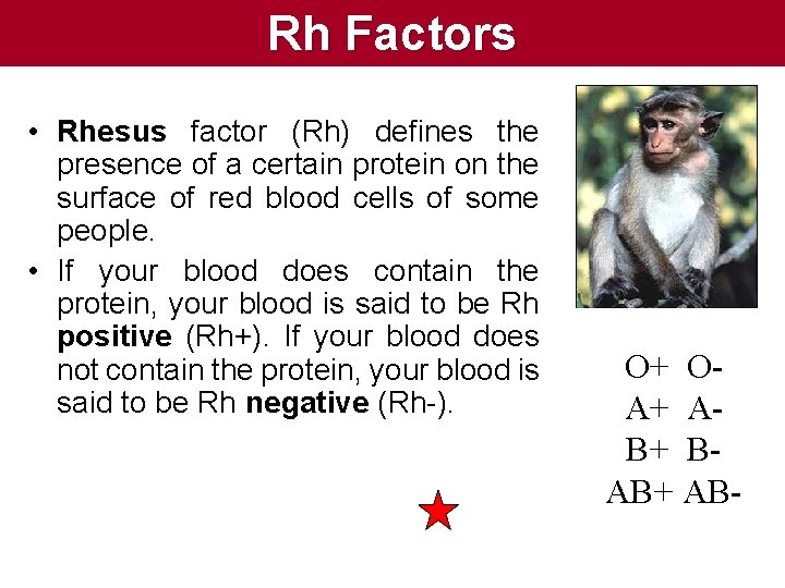 Rh Factors • Rhesus factor (Rh) defines the presence of a certain protein on Rh Factors • Rhesus factor (Rh) defines the presence of a certain protein on