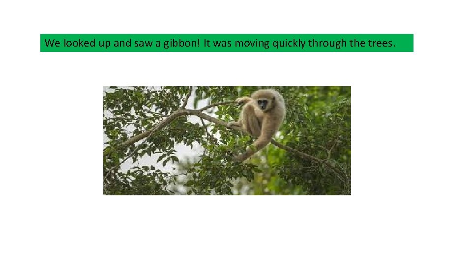 We looked up and saw a gibbon! It was moving quickly through the trees.