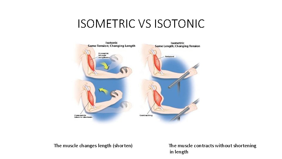 ISOMETRIC VS ISOTONIC The muscle changes length (shorten) The muscle contracts without shortening in