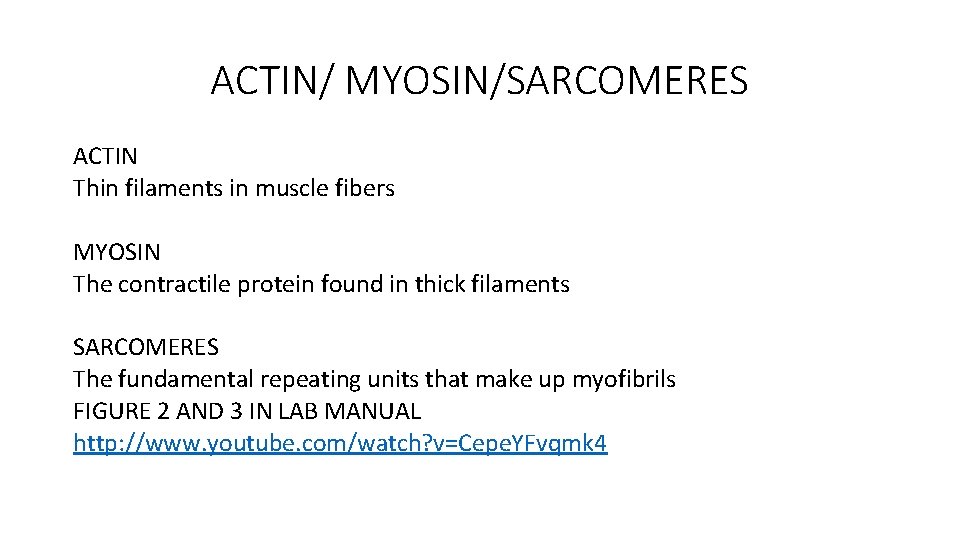 ACTIN/ MYOSIN/SARCOMERES ACTIN Thin filaments in muscle fibers MYOSIN The contractile protein found in