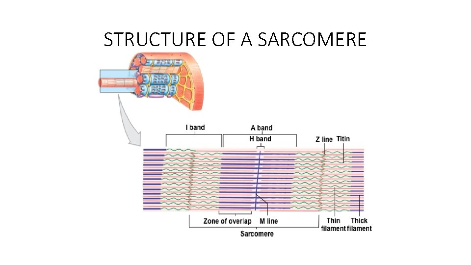 STRUCTURE OF A SARCOMERE 