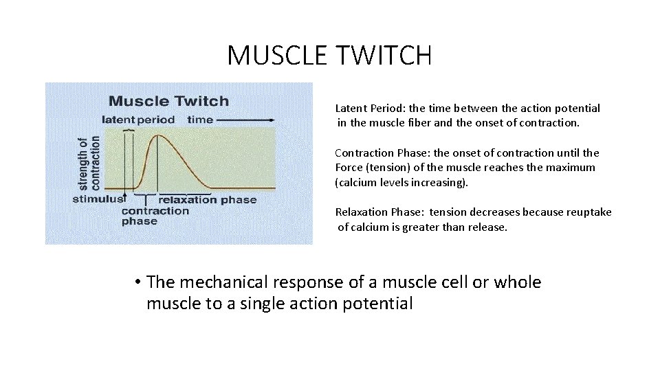 MUSCLE TWITCH Latent Period: the time between the action potential in the muscle fiber