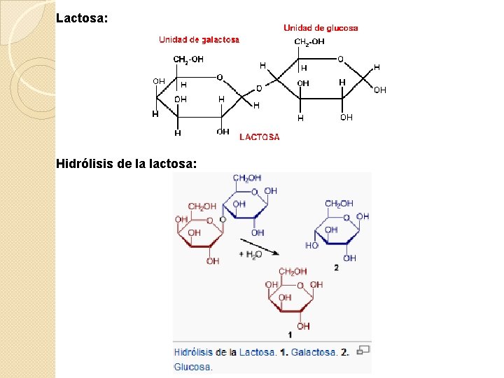 Lactosa: Hidrólisis de la lactosa: 
