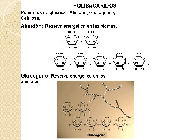 POLISACÁRIDOS Polímeros de glucosa: Almidón, Glucógeno y Celulosa. Almidón: Reserva energética en las plantas.