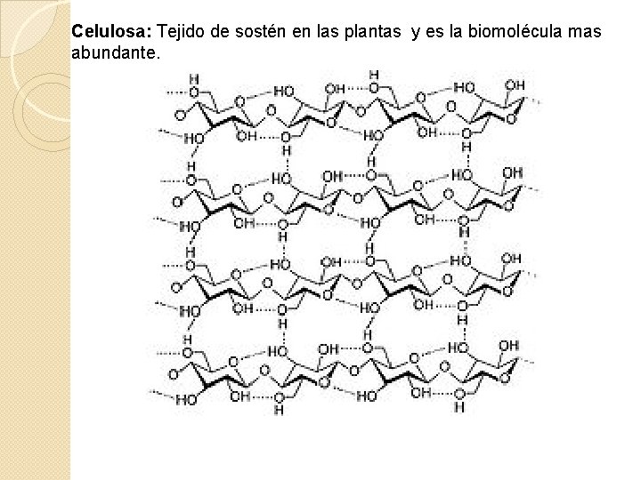 Celulosa: Tejido de sostén en las plantas y es la biomolécula mas abundante. 