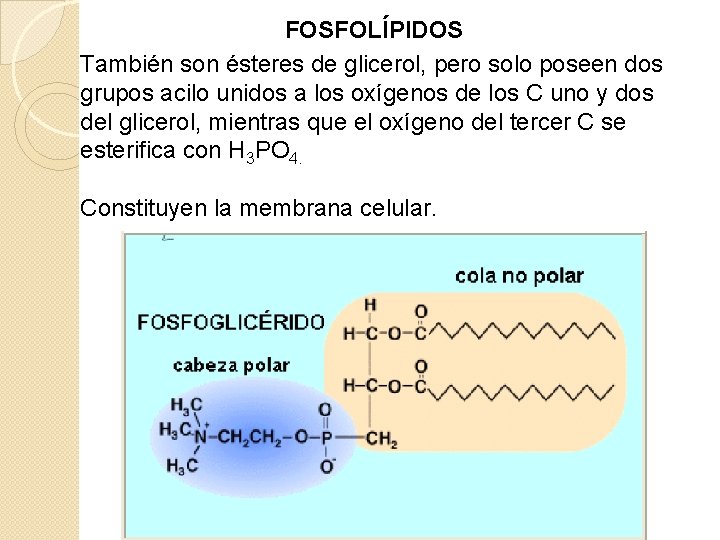 FOSFOLÍPIDOS También son ésteres de glicerol, pero solo poseen dos grupos acilo unidos a