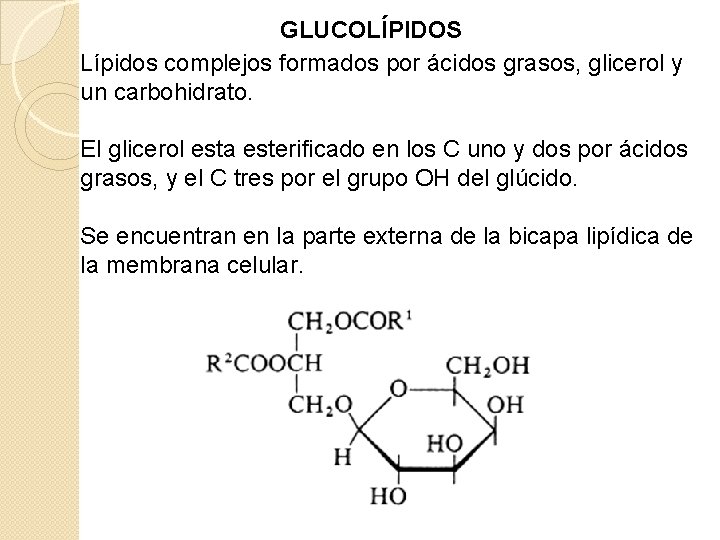 GLUCOLÍPIDOS Lípidos complejos formados por ácidos grasos, glicerol y un carbohidrato. El glicerol esta