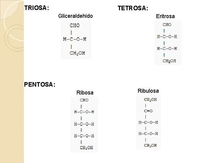 TRIOSA: TETROSA: Gliceraldehido PENTOSA: Ribosa Eritrosa Ribulosa 