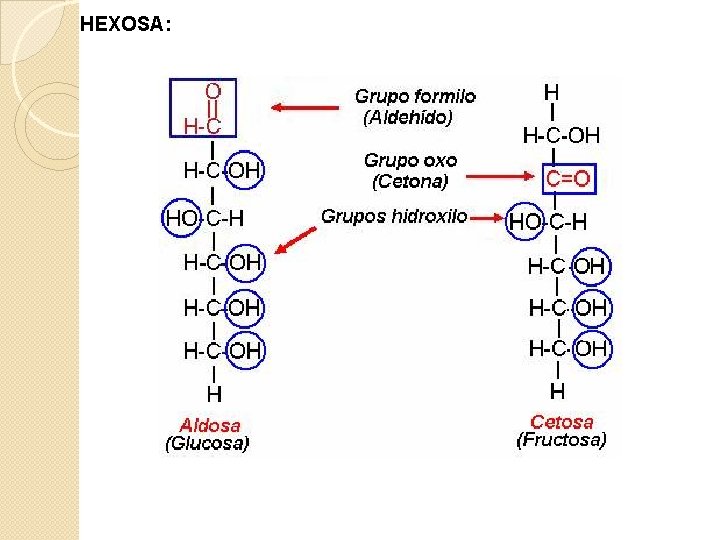 HEXOSA: 