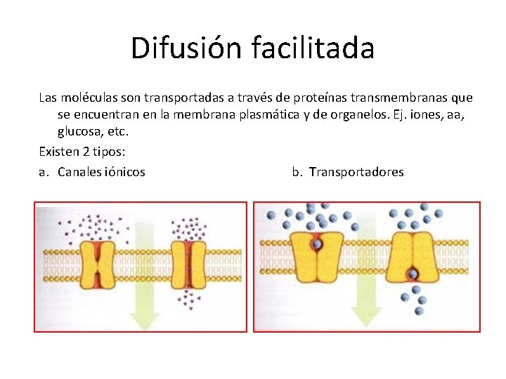 Difusión facilitada Las moléculas son transportadas a través de proteínas transmembranas que se encuentran