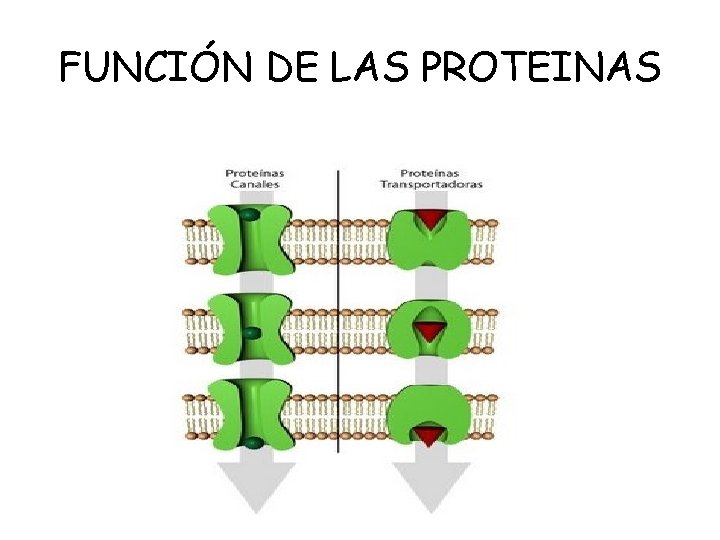 FUNCIÓN DE LAS PROTEINAS 