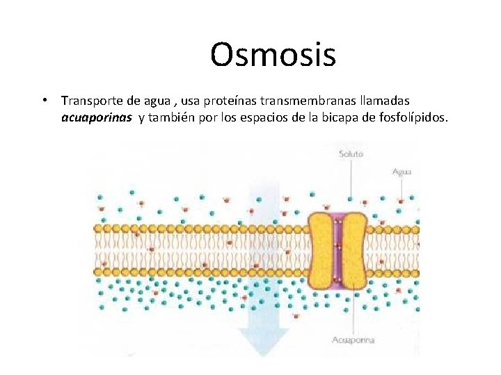 Osmosis • Transporte de agua , usa proteínas transmembranas llamadas acuaporinas y también por