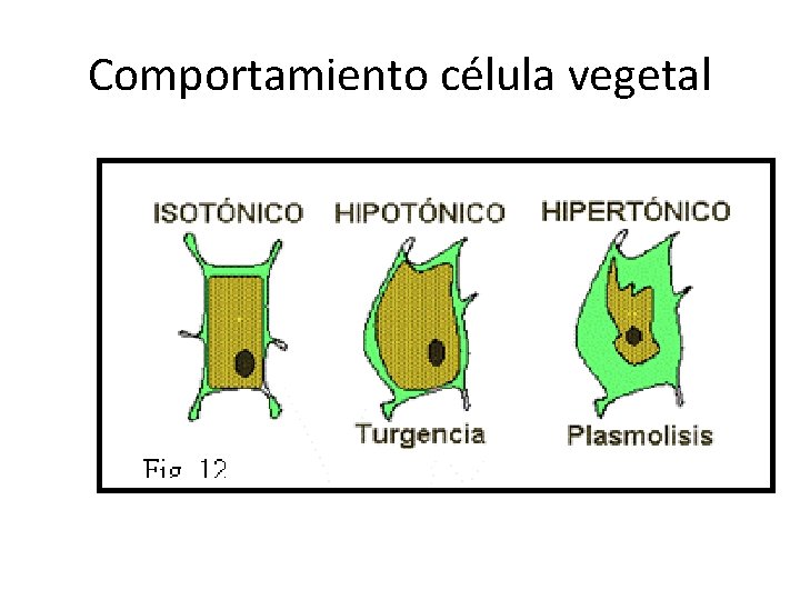 Comportamiento célula vegetal 