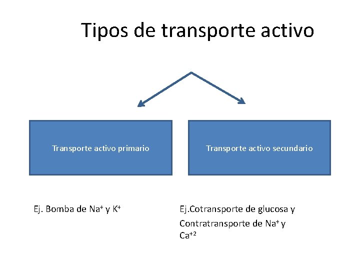 Tipos de transporte activo Transporte activo primario Ej. Bomba de Na+ y K+ Transporte