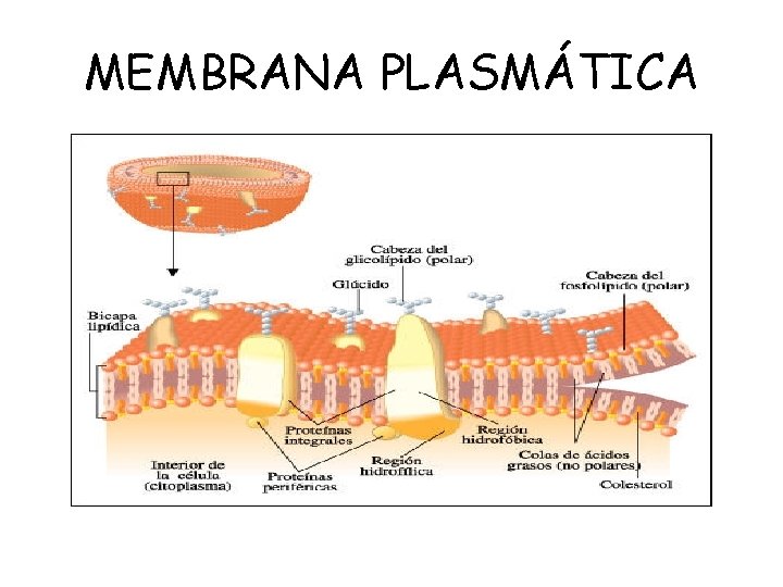 MEMBRANA PLASMÁTICA 