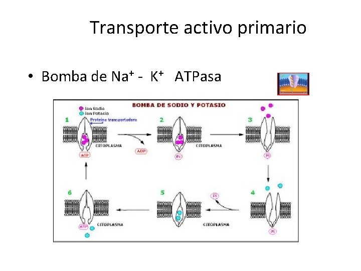 Transporte activo primario • Bomba de Na+ - K+ ATPasa 