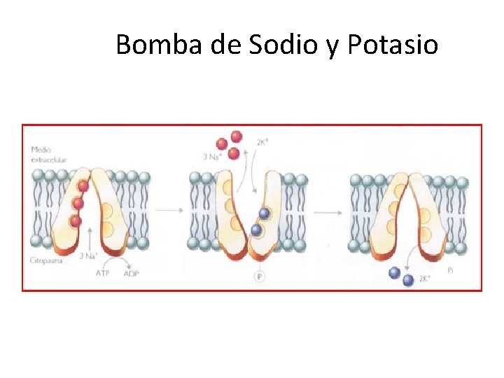 Bomba de Sodio y Potasio 