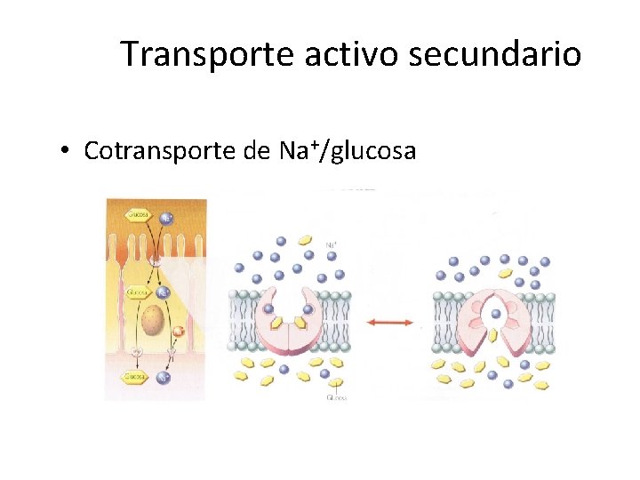 Transporte activo secundario • Cotransporte de Na+/glucosa 